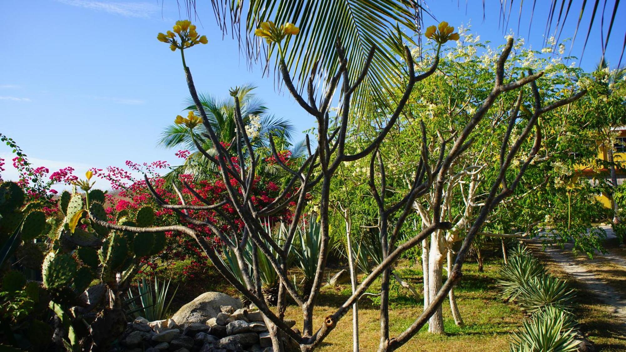 Ocean Oasis Hotel - Adult Only, Four Casitas Boutique Resort Agua Blanca Kültér fotó